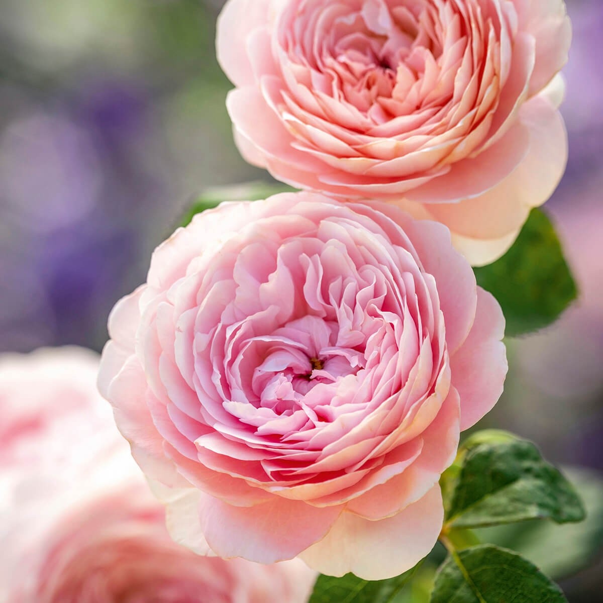 Beautiful Rose image