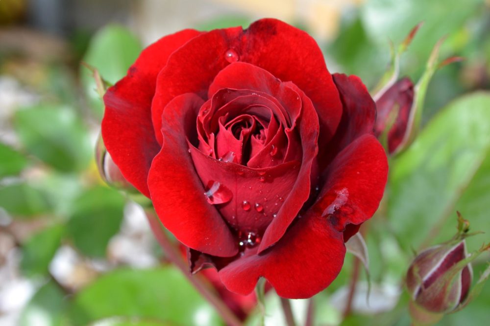 Beautiful rose wallpapers images for whats app