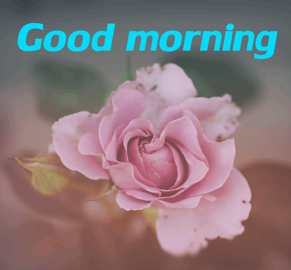 Good morning gifs images
