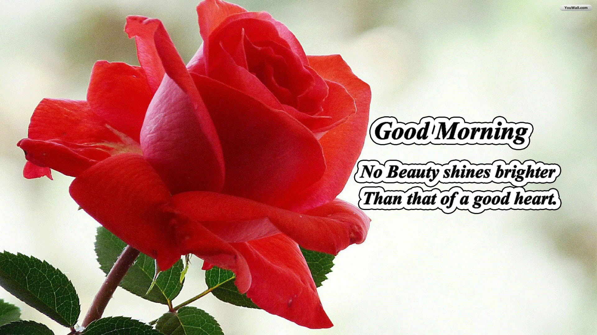 Good morning natural rose image