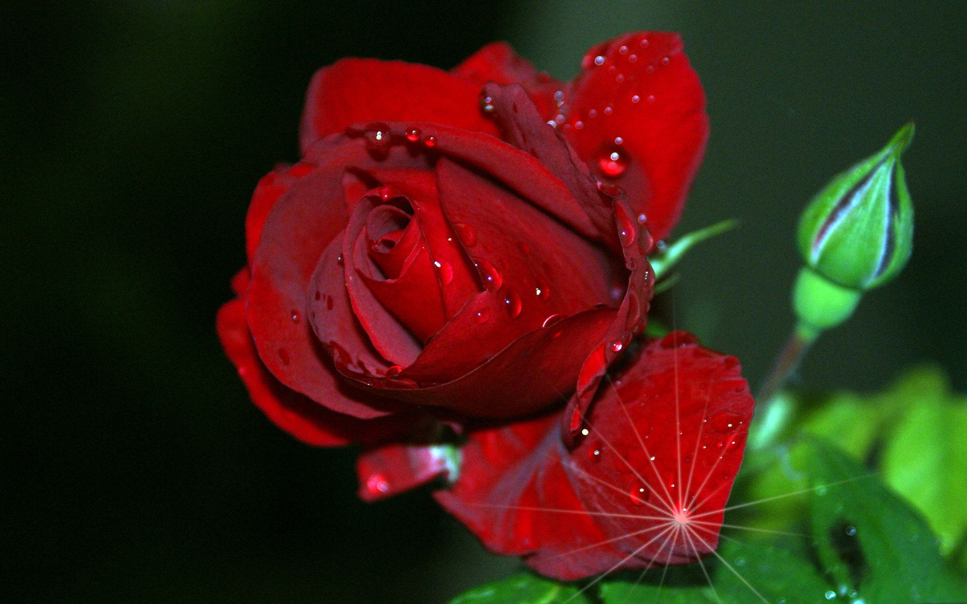 Very beautiful rose image