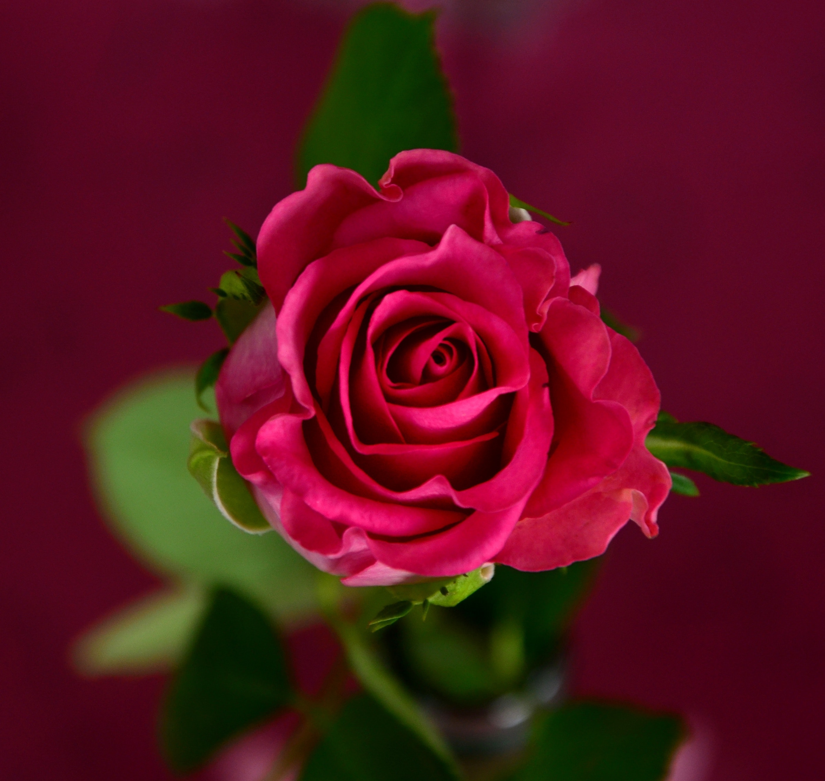 Flower rose image