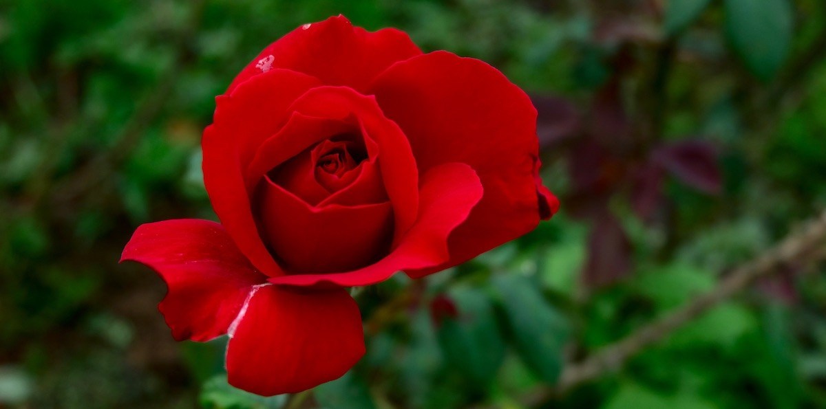 Red rose image wallpapers