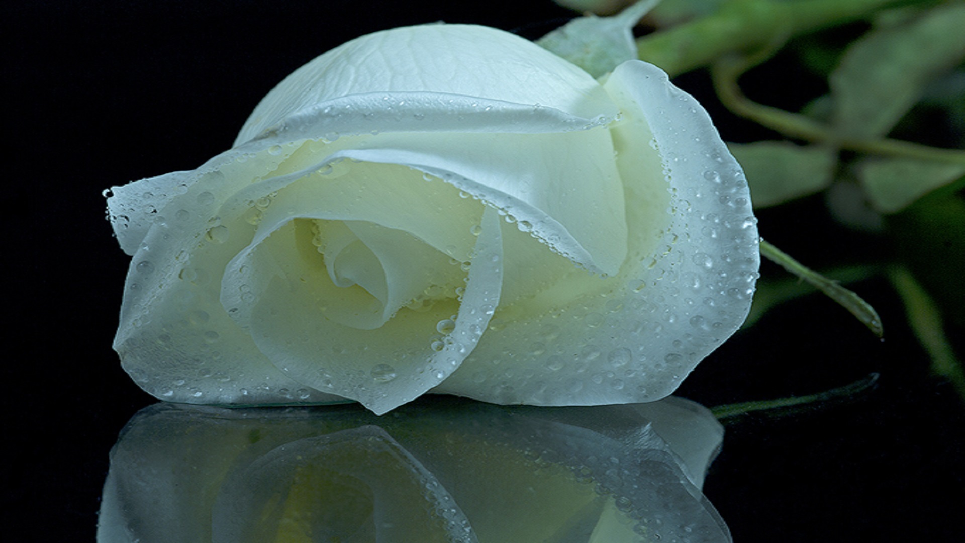 World beautiful flower rose image
