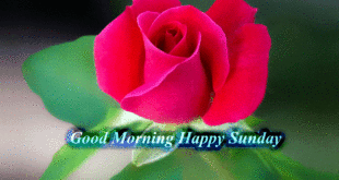 Good Morning Happy Sunday image with rose