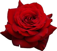 Lovely rose flower image