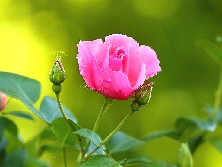Pink rose image