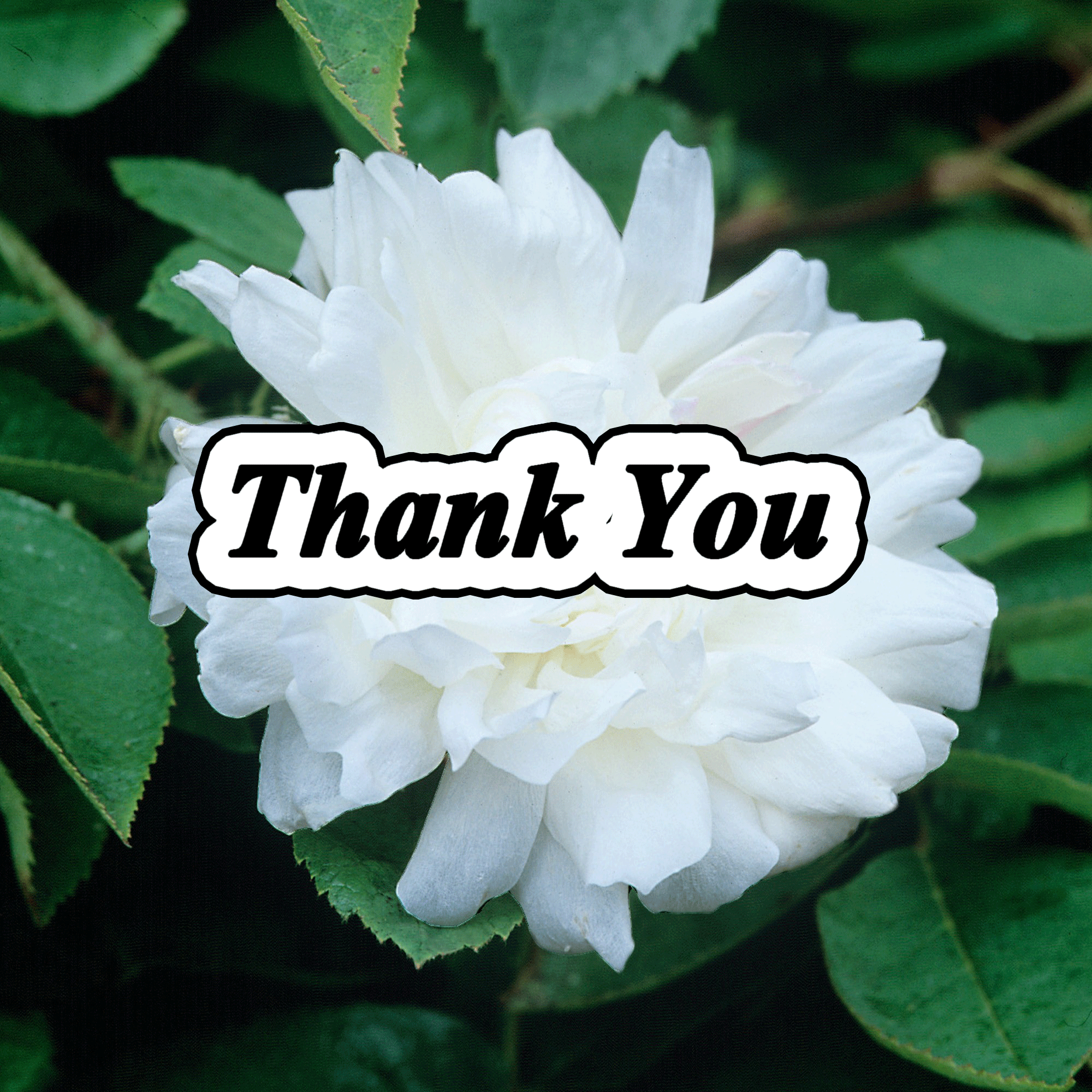 Thank you flowers image