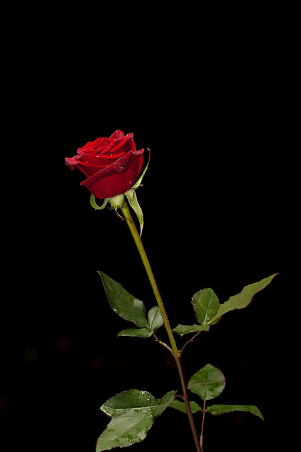 Beautiful red rose image