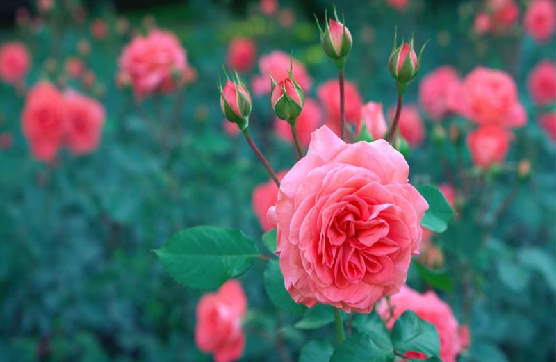 world beautiful rose